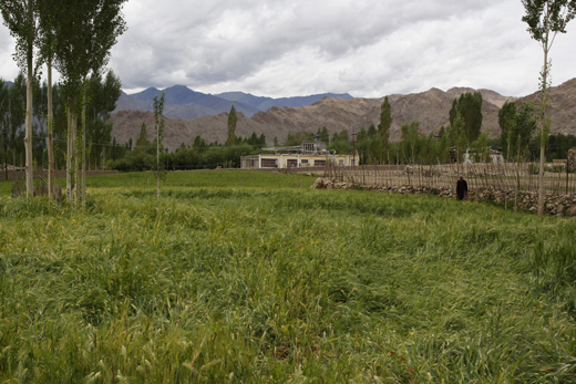 Sankar Village near Leh
