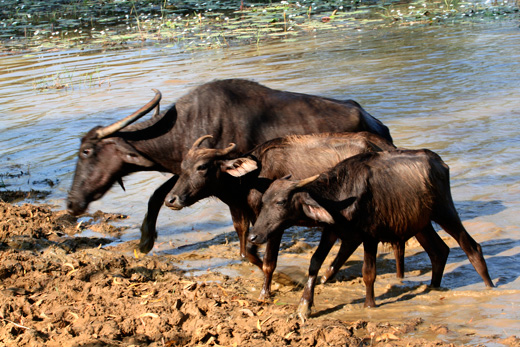 Buffaloes Pictures