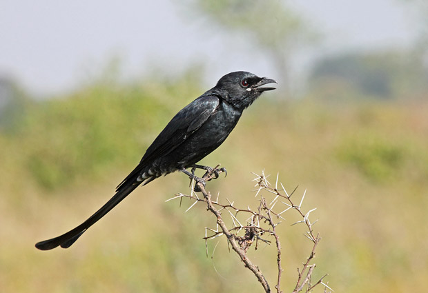 black drongo