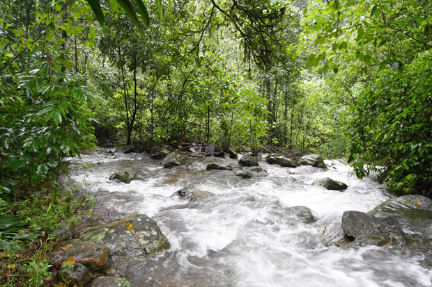 a stream in coorg
