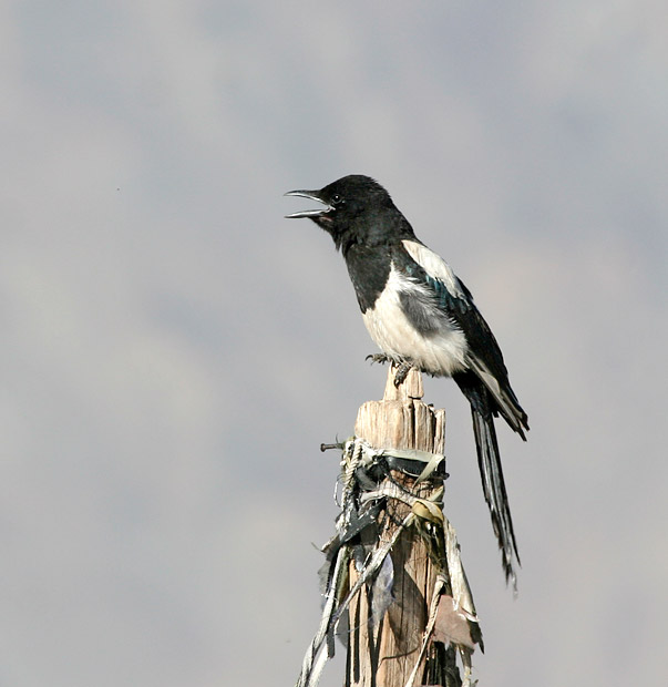 bactrian magpie