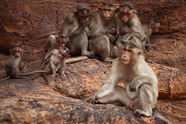 badami monkeys