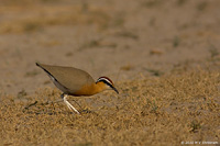 indian courser
