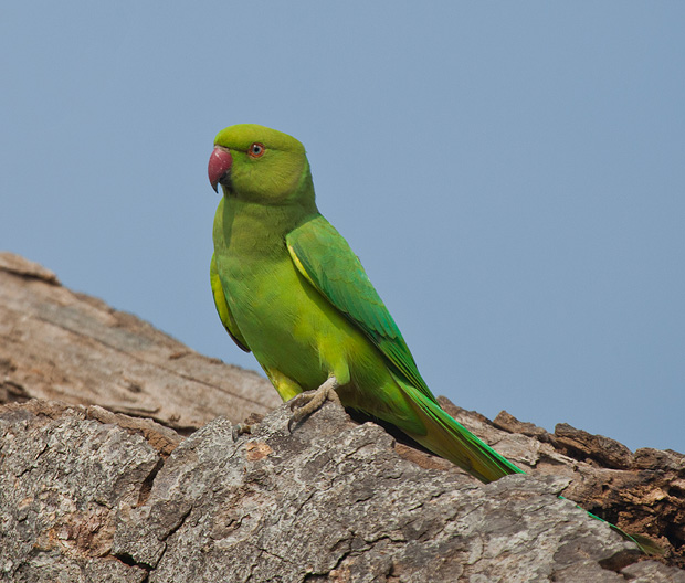 Keoladeo National Park Bharatpur Rose Ringed Parakeets Musings Of