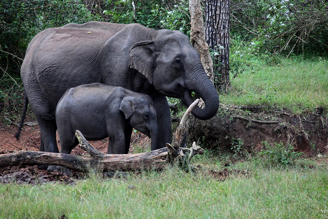 elephants of bandipur national park