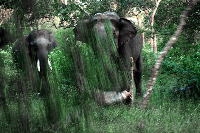 elephants in bandipur